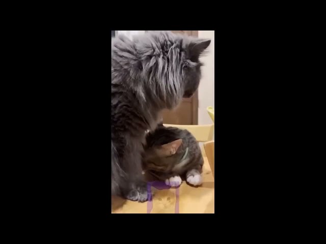 2 HOUR FUNNY CATS COMPILATION 2023   Cute and Funny Cat Videos to Keep You Smiling