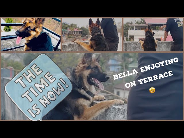 Bella playing on terrace || German shepherd playing on terrace || full entertainment 🐶