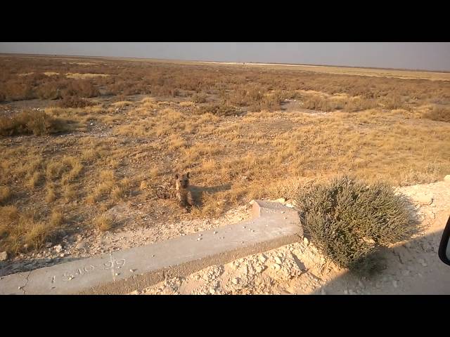 Namibia Etosha Hyena