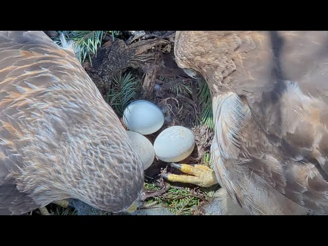 Two Chicks Fledged! | Syracuse University Hawk Cam | Oren & Ruth (4K Stream)