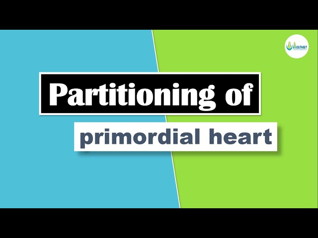 Development of heart | partitioning of primordial heart in Bangla