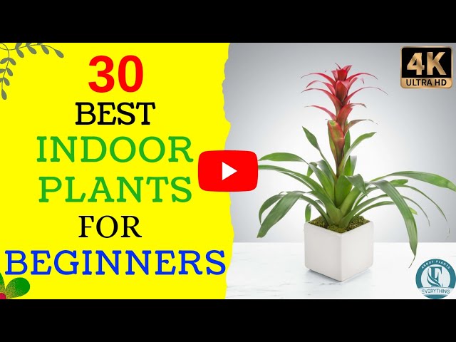 30 Best Houseplants For Beginners | Indoor Plants For Beginners | Hard To Kill Plants Care Tips.🪴🌿🌱