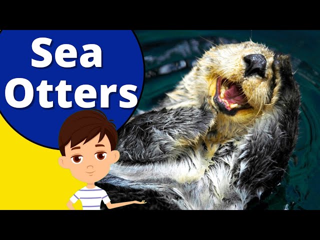 Cutest Sea Otters Facts