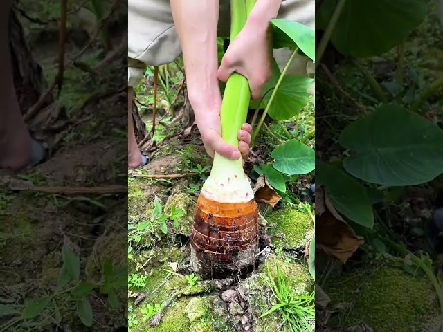 What a big taro#village #lifestyle #farming