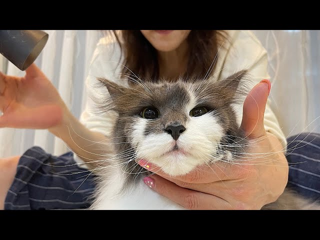 Norwegian Forest Cat Cat Grooming