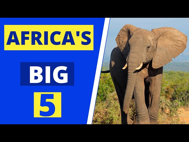 Africa's big 5 | What are the Big 5 Animals of Africa?