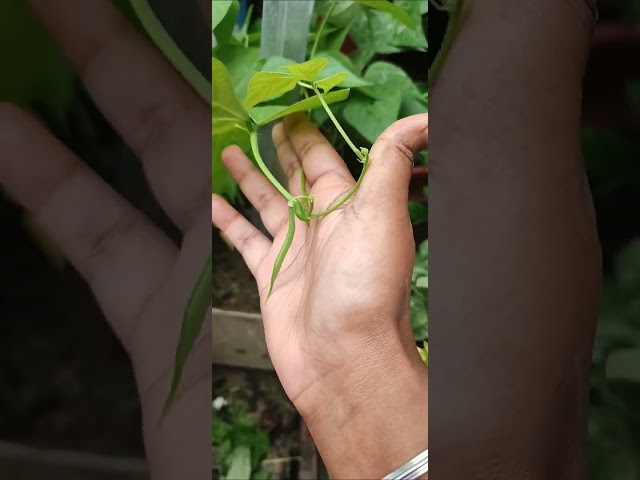 Hybrid frace bean seeds kese lagaye / kese lagaye faliyo ke pudhe#fracebean#beans #shortfeed #shorts