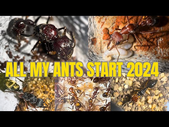 All My Ants Start 2024