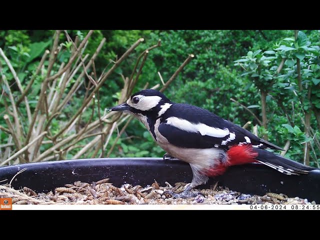 What Do Woodpeckers Eat? 🍟