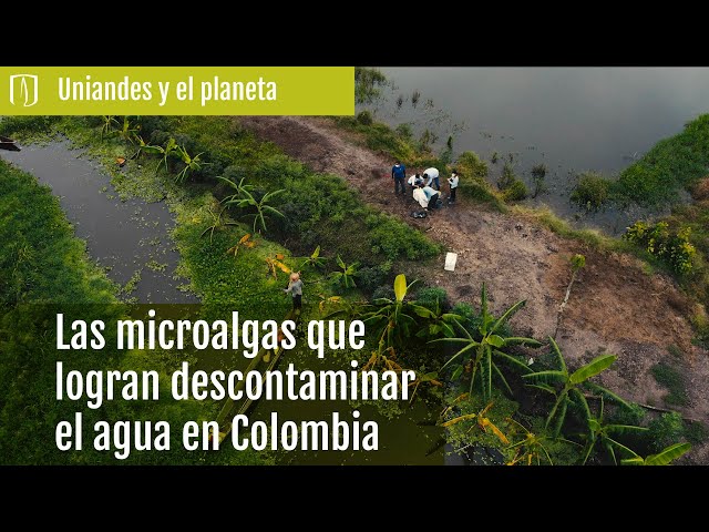 Las microalgas que logran descontaminar el agua en Colombia