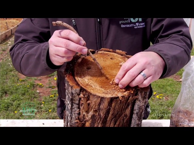 How To Grow Mushrooms On Logs Tips and Tricks   YouTube