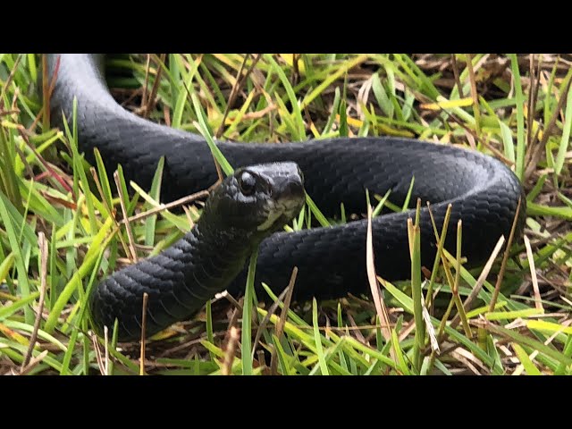 Black Racer Snake in my Backyard