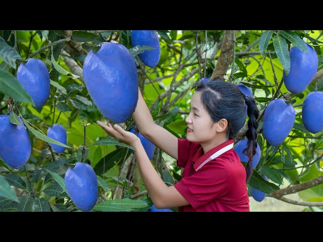 Harvesting Giant Bizarre Mango Variety - Goes  the Market to Sell | Fresh Fruits and Vegetables