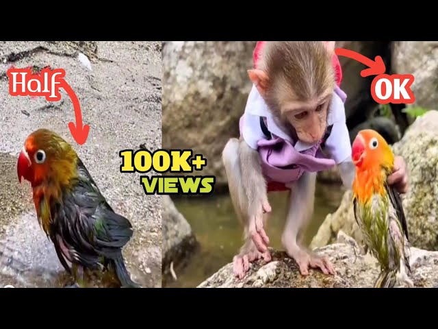 Unexpected Friendship: Baby Monkey Rescues Parrot || Crazy Vlog