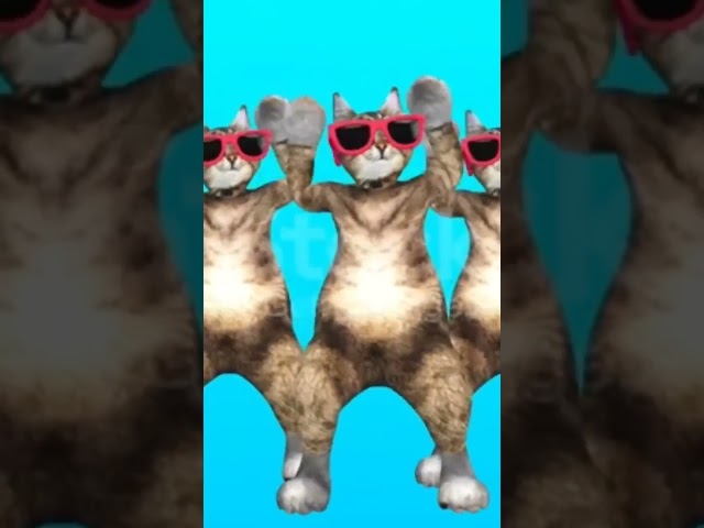 Cat and dog dance 😃😃#shortvideo #viralshort #animals @AnimalHT2721