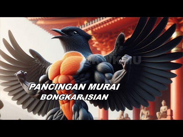 MURAI BATU GACOR 100% AMPUH buat PANCINGAN MURAI BATU AGAR BONGKAR ISIAN