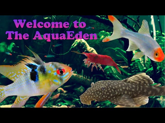 Lush Planted Aquarium Ambience for Relaxation & Meditation | Underwater Sounds