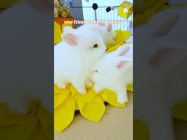 Send This to Your Bestie  #funnyvideo #bunny #cutebunny