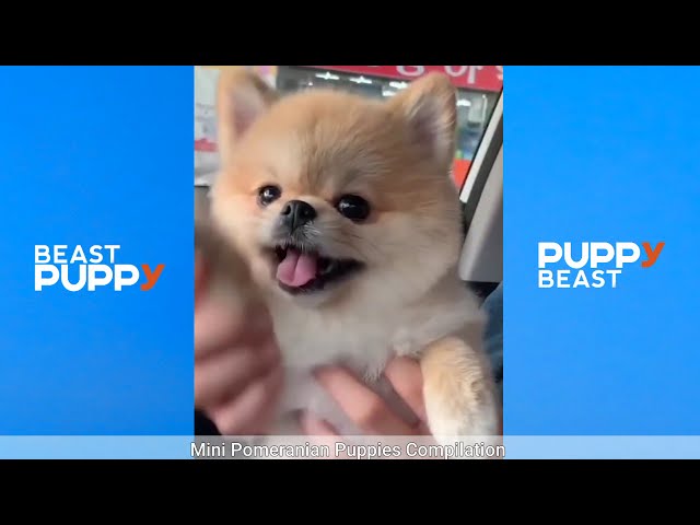 Cutest Mini Pomeranian Puppies Video Compilation #04