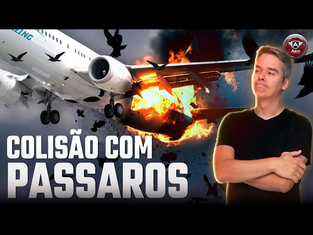 RISCO INVISÍVEL: Como PÁSSAROS podem ATRAPALHAR os aviões?