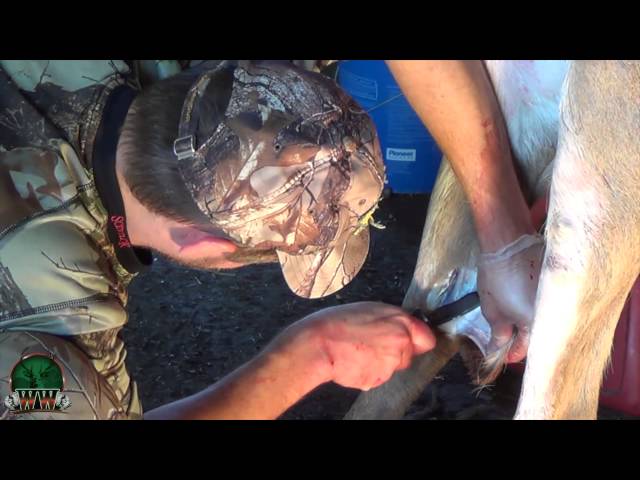 How to Deer Hunt with Tarsal Gland