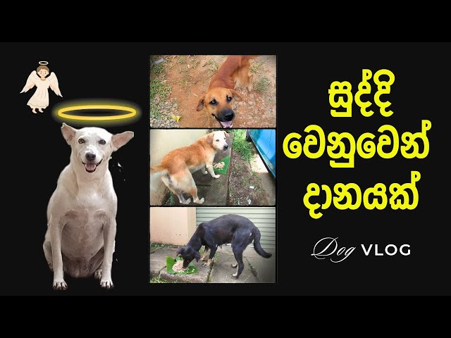 සුද්දි වෙනුවෙන් බව්වොන්ට දානයක් 💖🥰😇 | Dog Lover #dogs #doglover