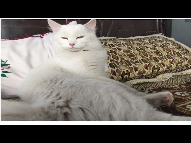 Cute cat videos | cat lovers 😻| viral video |