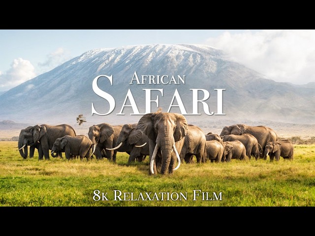 African Safari 8K - Scenic Wildlife Film With African Music