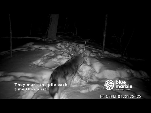 Wildlife Spotting | Coyotes