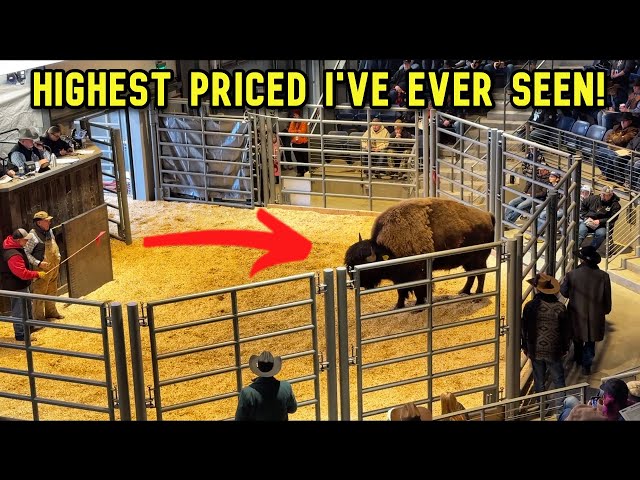 Wouldn't Believe What This Bull Cost! Highest Bid Was