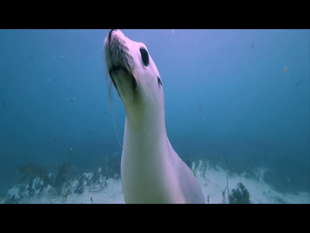 30963 Sea lion swimming and looks straight at camera By Mark Tipple Artlist HD TB fov90