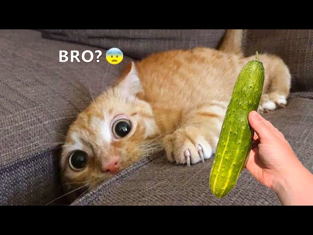 Funniest Animals 😄 New Funny Cats and Dogs Videos 2024 😹🐶 #1188