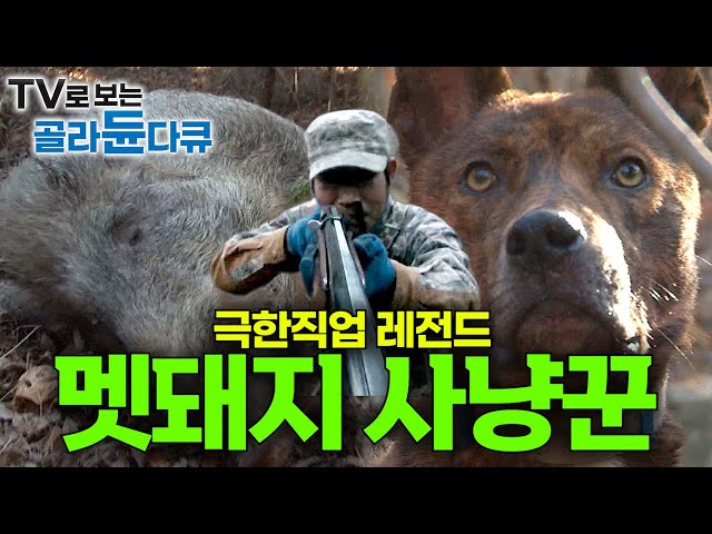 산에서 분탕질에 사람까지 공격하는 400kg 괴물 멧돼지를 한 방에 제압하는 경력 30년 베테랑 프로 사냥꾼｜호랑이와 표범 사라진 야생｜한국 멧돼지 포획작전｜극한직업｜#골라듄다큐