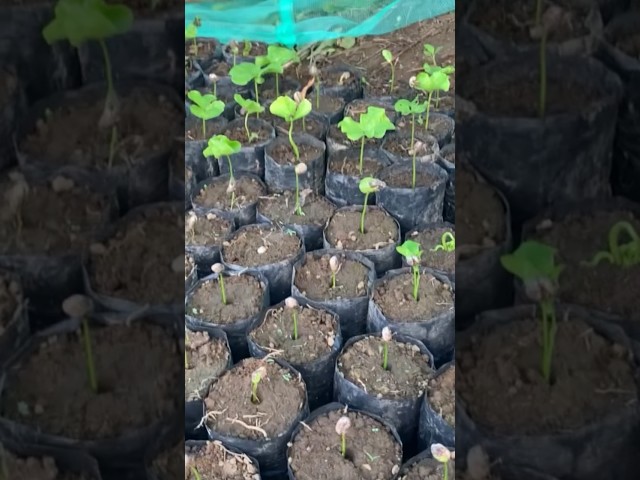 Taking care of Coffee Seedlings 🌱 #care #farmer #farminglifestyle #farmwork #farming