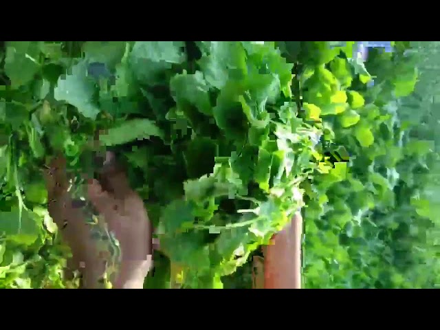 vegetables harvesting 🍅 organicfarming #satisfying #farming #natural