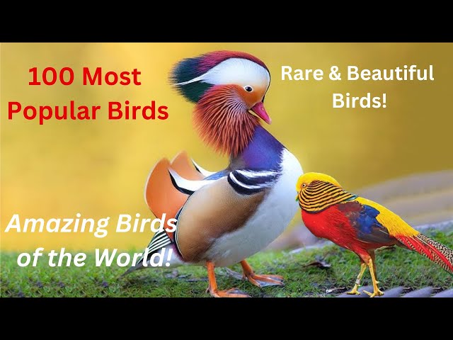 100 Most Popular Birds in the World | Amazing Birds with Facts & Names