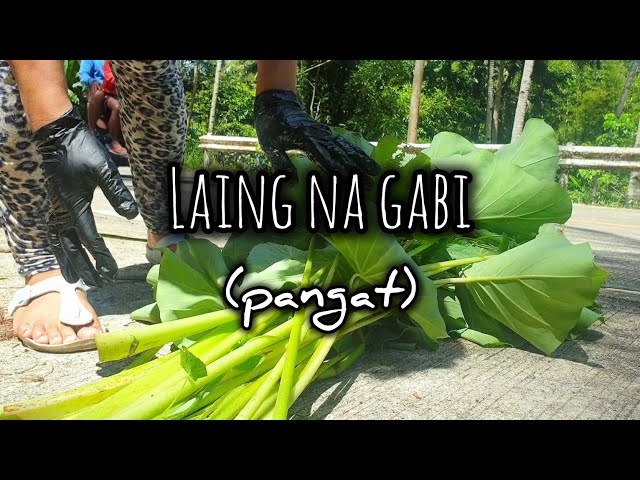 PANGAT ( LAING NA GABI) | i make laing from scratch | COUNTRYSIDE |