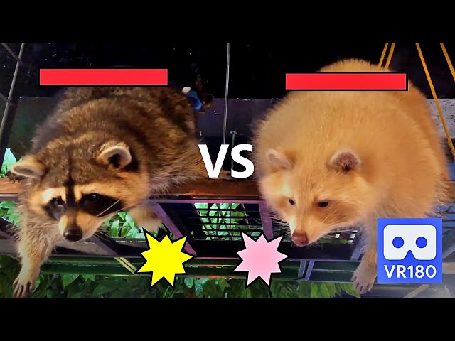 3D 180VR 4K Fighting Raccoon VS Raccoon 😍😍 meet the enemy at the single bridge