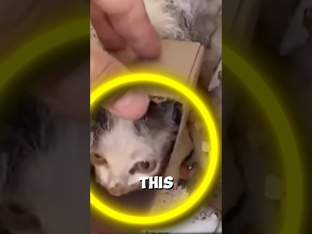 Man Saving Poor Cat 😥