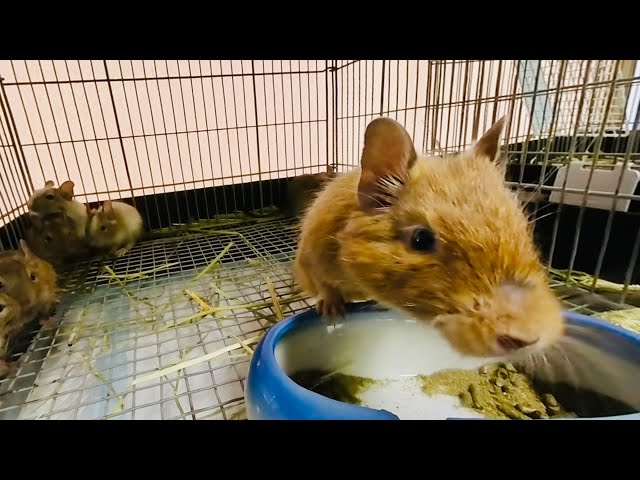 We took video of a cute Degu parent and child. @FannyPets.