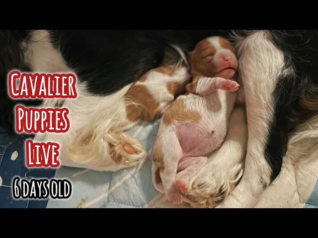 Cavalier Puppies Live: 6-Day Weight Checks & Big Amelia Updates