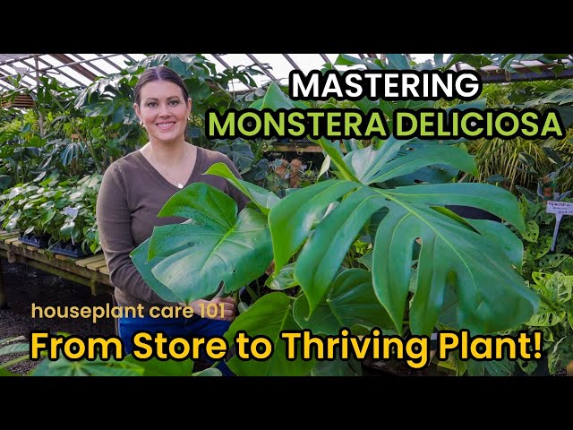 How To Shop & Care For MONSTERA DELICIOSA - Plant Care Light, Repot, Soil, Water Houseplant Care 101