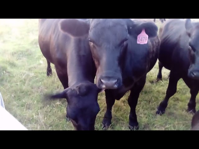 # Angus steers, Melbourne, Australia.