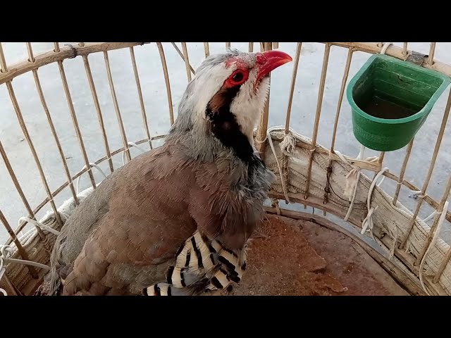 Chukar full original hunting sound | chukar song | chukar beautiful voice