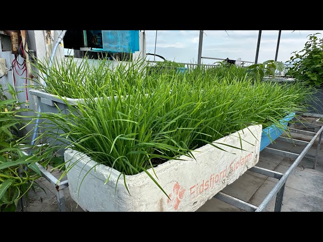 How to Grow Chives that Bloom Super Fast