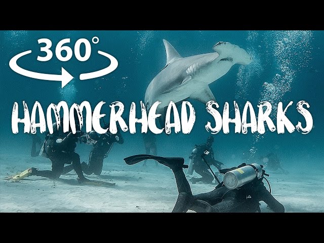 360 Camera Video /// Great Hammerhead Sharks of Bimini, Bahamas /// The Bucket List Family