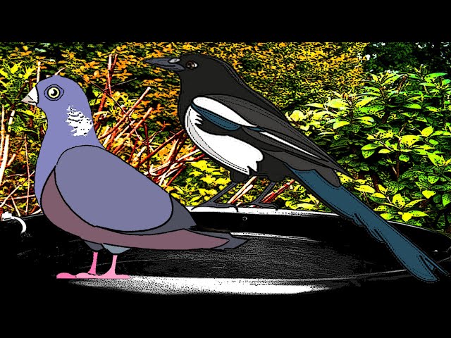 Fat Pigeon vs. Sly Magpie: The Epic Backyard Battle! ⚔️