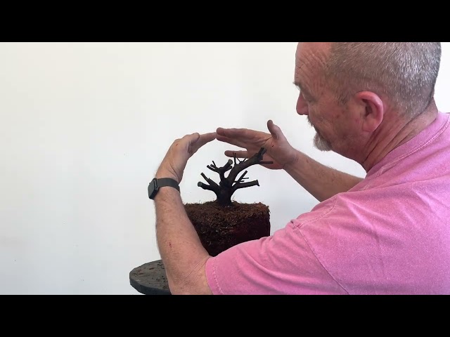 Azalea Bonsai Development