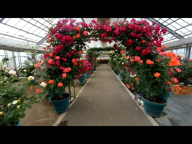 ローズヒルあまがせ【VR180】　　3D shot of the rose garden in the greenhouse.