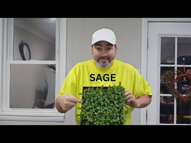 How to Up-Pot Sage: A Step-by-Step Guide 🌿